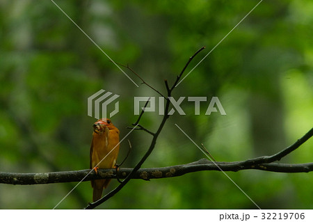 アカショウビン枝どまり 32219706