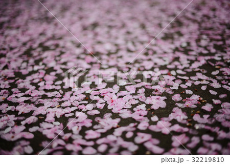 サクラの花びら 花筏 桜の絨毯 サクラの花びら 花筏 桜の絨毯 32219810