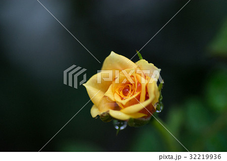 雨に濡れたミニバラ　水滴　 32219936