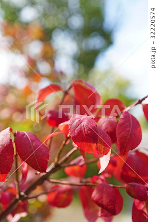 美しいニシキギの紅葉 美しいニシキギの紅葉 32220574