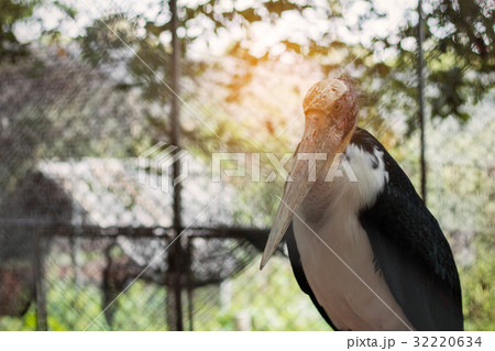 Birds in the cage. Birds in the cage. 32220634