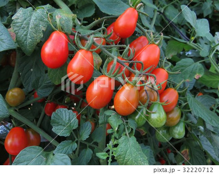 トマト菜園 トマト菜園 32220712