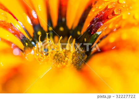 Wet flower Wet flower 32227722