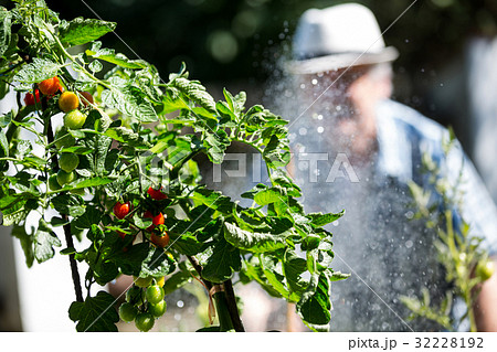 Senior man watering plants with a hose Senior man watering plants with a hose 32228192