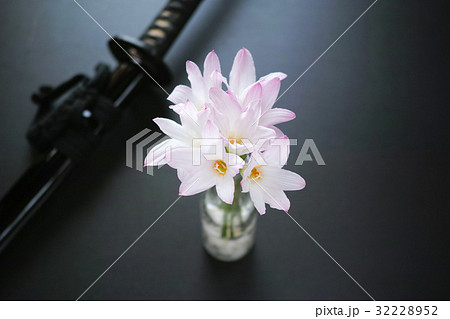 ハブランサスの花束と鞘に納まった日本刀 32228952