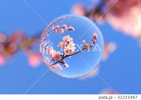 青空と河津桜 青空と河津桜 32233467