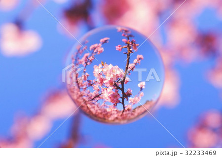 青空と河津桜 青空と河津桜 32233469