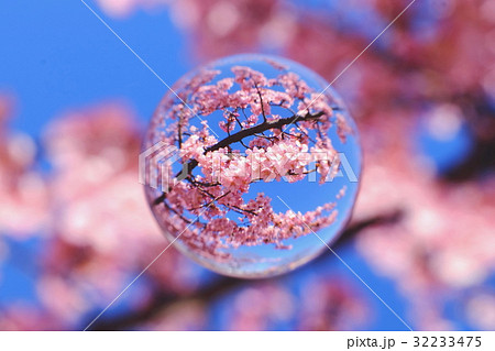 青空と河津桜 青空と河津桜 32233475