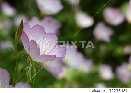 ヒルザキツキミソウ ヒルザキツキミソウ 32233481