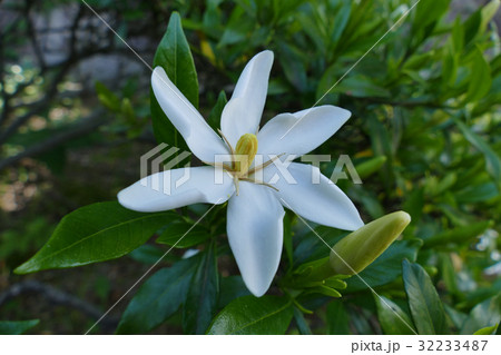 コクチナシ 32233487