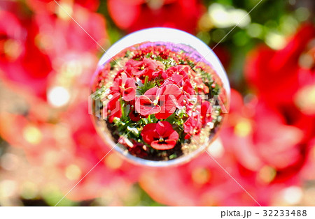 赤いパンジーを閉じ込めて 32233488