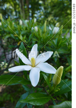 コクチナシ 32233489