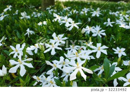 コクチナシ 32233492