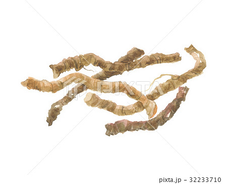 遠志(オンジ)イトヒメハギの根 遠志(オンジ)イトヒメハギの根 32233710