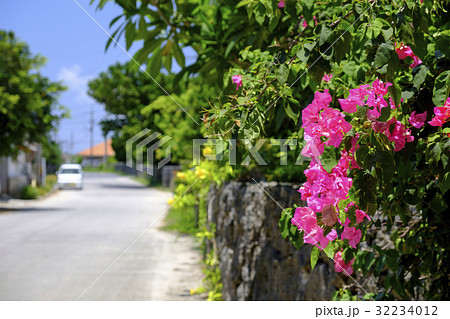 沖縄に咲くブーゲンビリアの写真素材