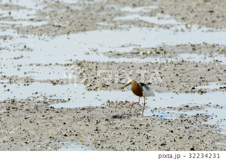 Chinese Pond Heron Ardeola bacchus. Chinese Pond Heron Ardeola bacchus. 32234231