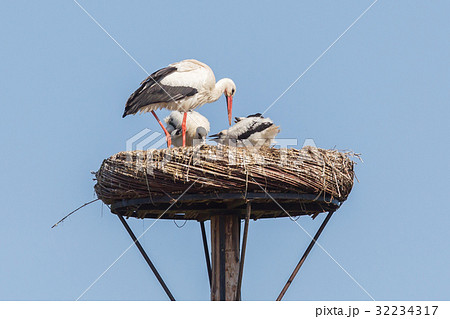 White stork sitting on a nest White stork sitting on a nest 32234317