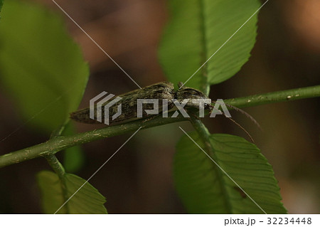 生き物　昆虫　アマミヒゲコメツキ、メスです。三センチほどの大きさで存在感があります 32234448