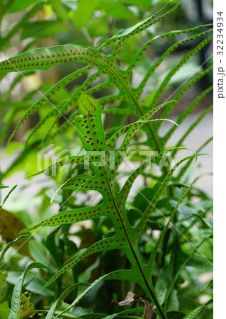 植物 工場 プランツ 32234934