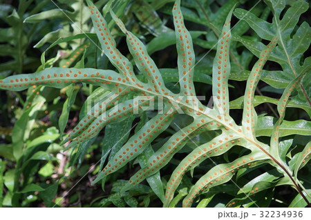 植物 工場 プランツ 32234936