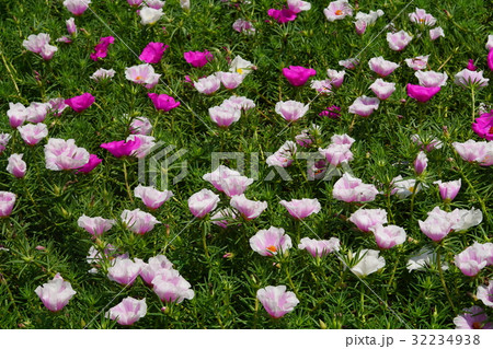 ポーチュラカ ヘラマツバボタン ぽーちゅらか 32234938