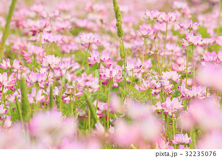レンゲ畑　レンゲの花　春の花 32235076
