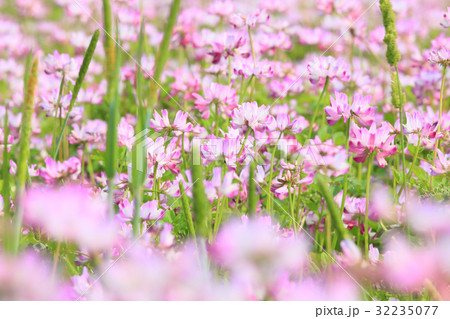 レンゲ畑　レンゲの花　春の花 32235077