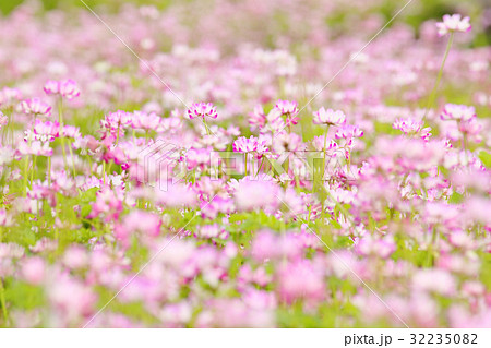 レンゲ畑　レンゲの花　春の花 32235082