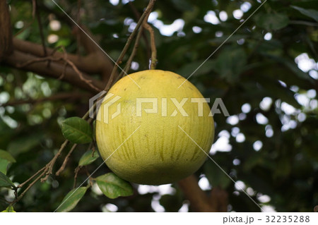 ユズ 柚 文旦 32235288