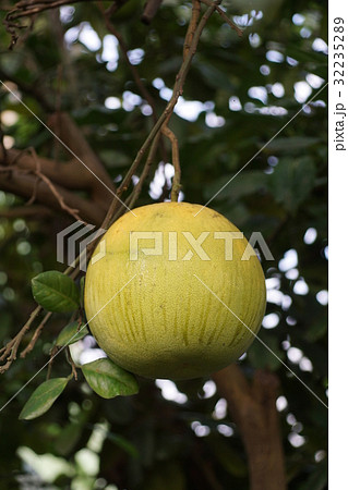 柑橘 柑橘系 シトラス 32235289