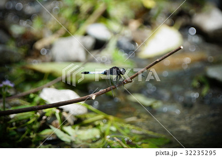 トンボ とんぼ ドラゴンフライ 32235295