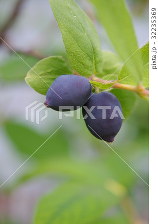 ハスカップ 32235369