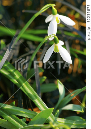 スノードロップ 32235673