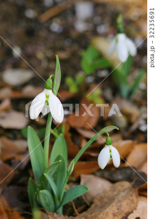 スノードロップ 32235691