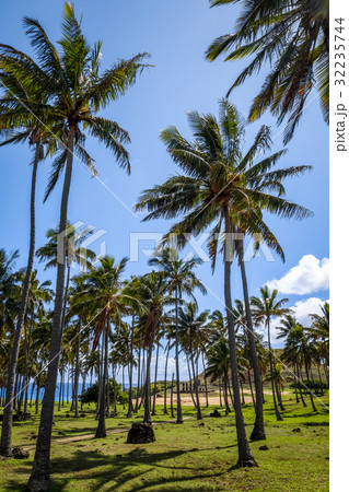 Anakena palm beach and Moais, easter island 32235744
