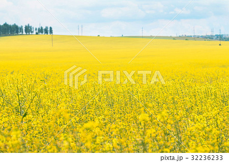 Rapeseed field (Brassica napus) Rapeseed field (Brassica napus) 32236233