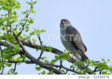 猛禽類ツミの雌の写真素材