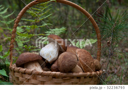 Porcini in basket Porcini in basket 32236793