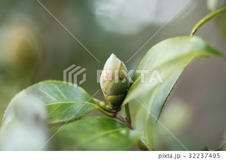 ヤブツバキの蕾 32237495