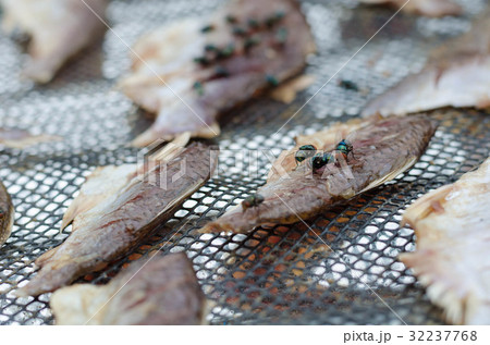 close up group fly eat Dried fish close up group fly eat Dried fish 32237768