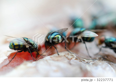 close up group fly eat Dried fish close up group fly eat Dried fish 32237771