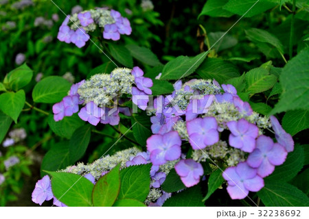 紫陽花 紫陽花 32238692