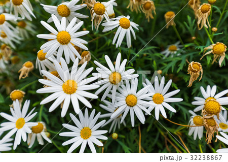 Chamomile flowers - floral background Chamomile flowers - floral background 32238867