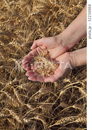 Agricultural concept, wheat in hands and field 32238868