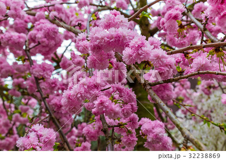 Sakura flower - nature background 32238869