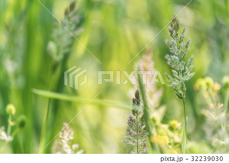 清々しい光溢れる緑の自然の写真素材