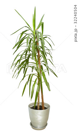 Large houseplant, tall tree in a pot isolated Large houseplant, tall tree in a pot isolated 32240504