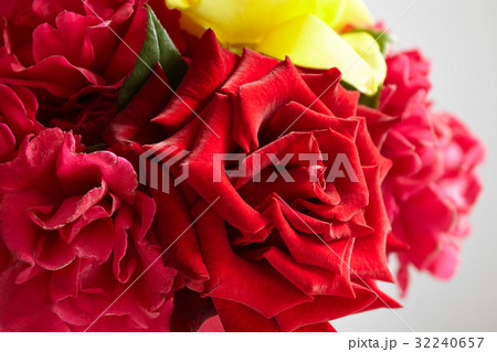 A roses bud close-up in a window flowerpot 32240657