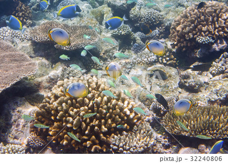 Big pack of tropical fishes over a coral reef Big pack of tropical fishes over a coral reef 32240806
