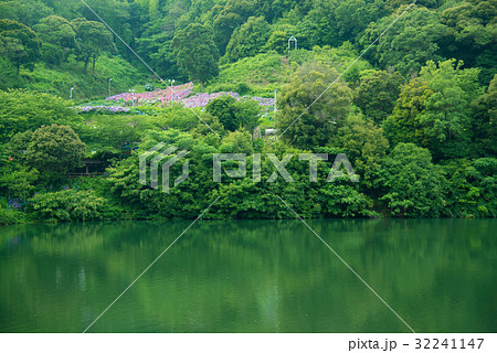 愛知県蒲郡市形原温泉あじさいの里　補陀ヶ池 32241147